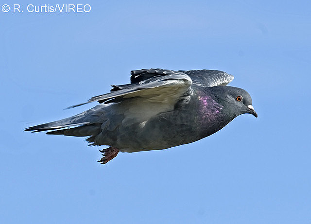 Rock Pigeon